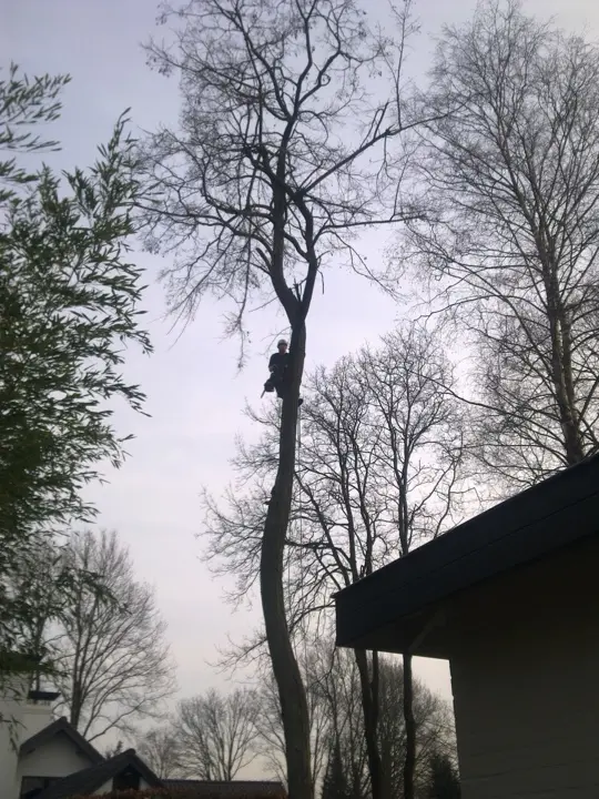 Afgebroken takken in een acacia, een boom met broze takken