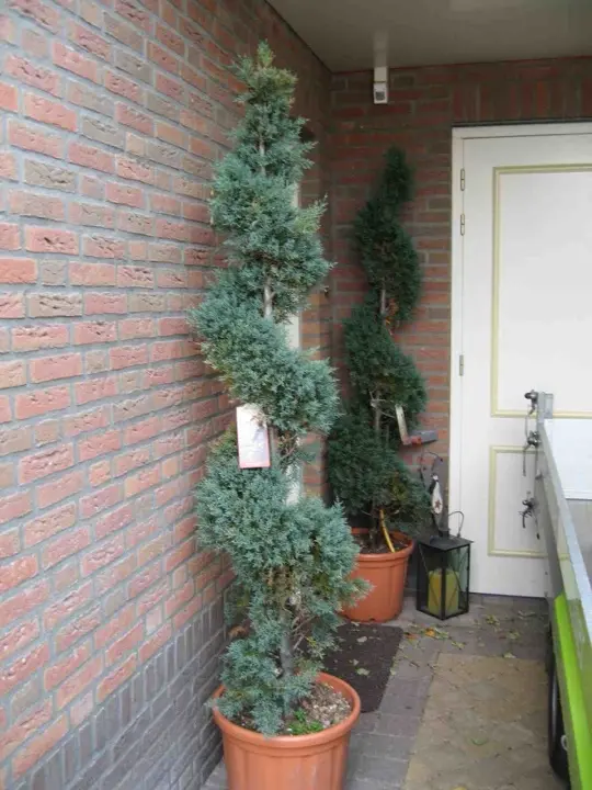 Coniferen knippen