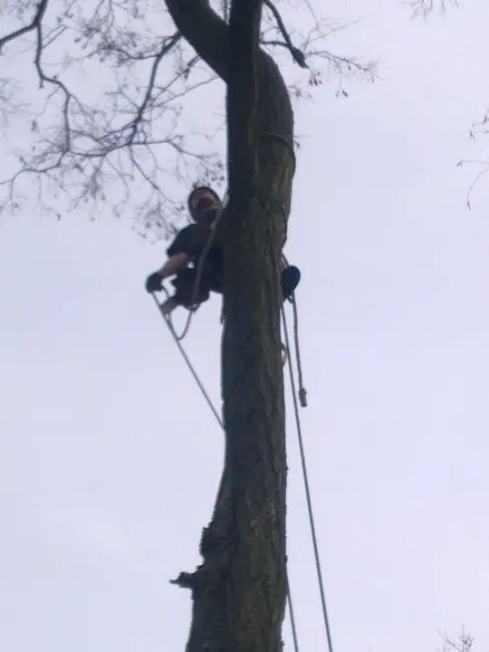 Rooien van een boom voordat er meer stormschade ontstaat