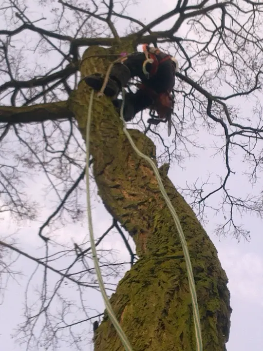 Specialistisch klimmen in bomen om te snoeien of te rooien